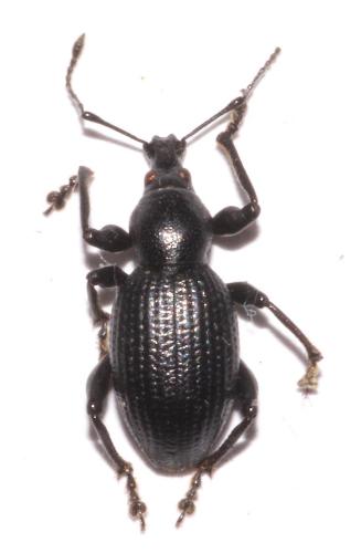 Réf. 245 851 : Otiorhynchus morio